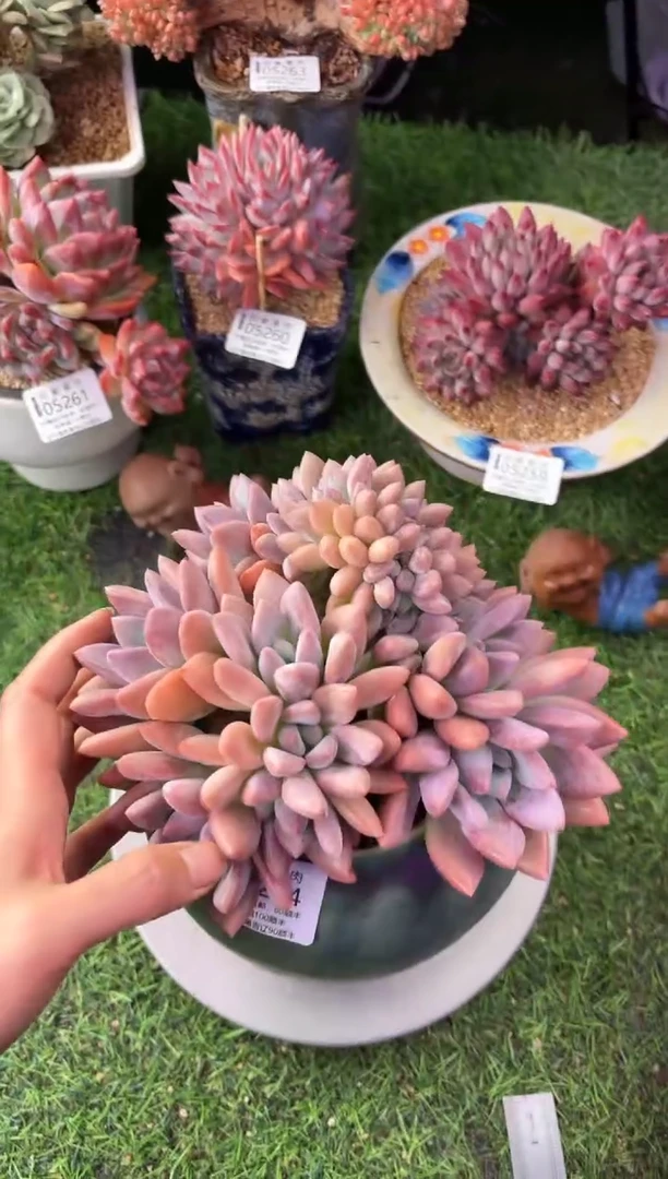 昆明映象多肉05264