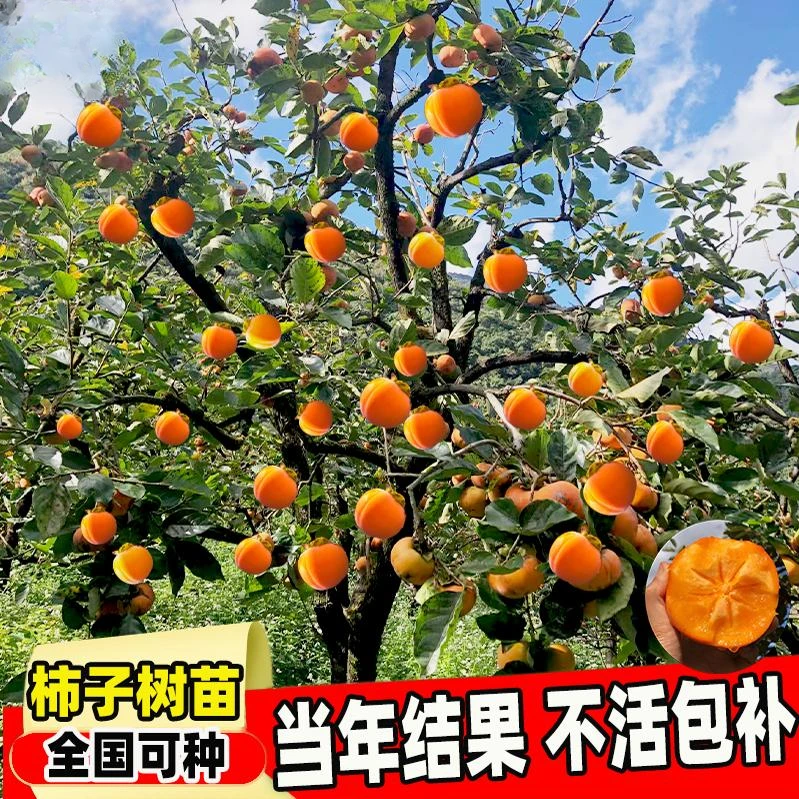 柿子树苗果树苗南北方耐寒甜柿子火晶柿当年结果庭院地栽嫁接果树