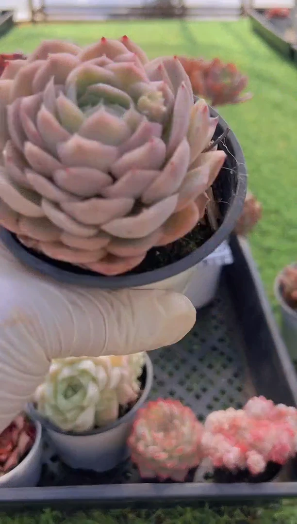 【闪购商品】信福多肉一物一拍