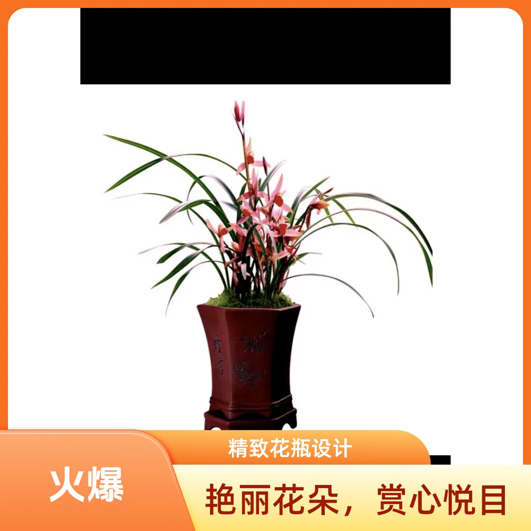 春剑春兰绿植盆栽兰花草室内一物一拍盆栽绿植