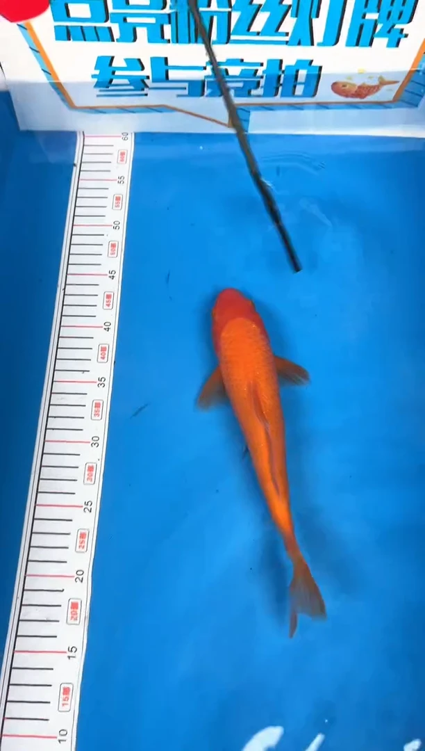 锦鲤0**87号锦鲤鱼 闪购 芥子26公分