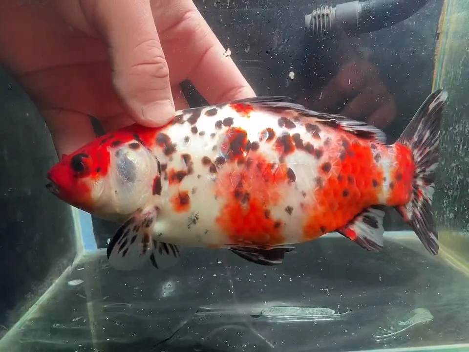 金鱼短尾草金鱼专用链接1