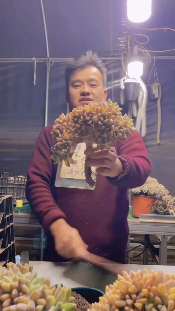 123淡雪缀化一物一拍