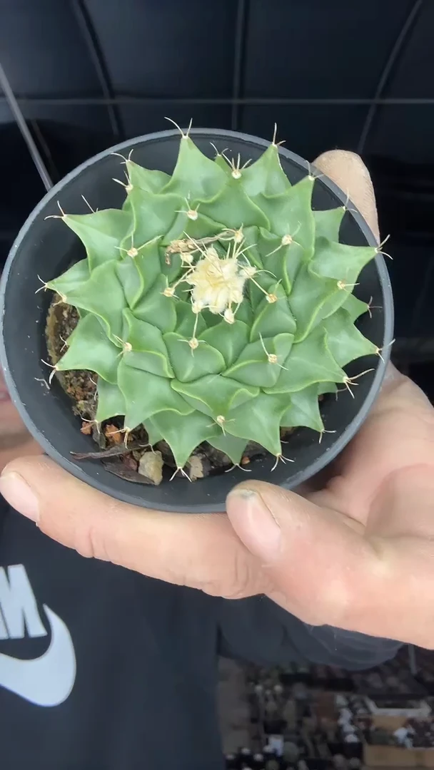 2-6号实生帝冠7.5公分49.99