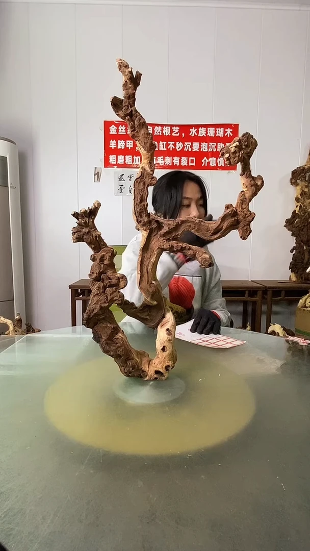 木用****4金丝红木  羊蹄甲