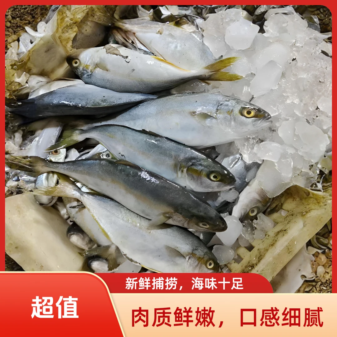 威海荣成石岛新鲜海捕黄金鲅鱼顺丰包邮（新号福利）