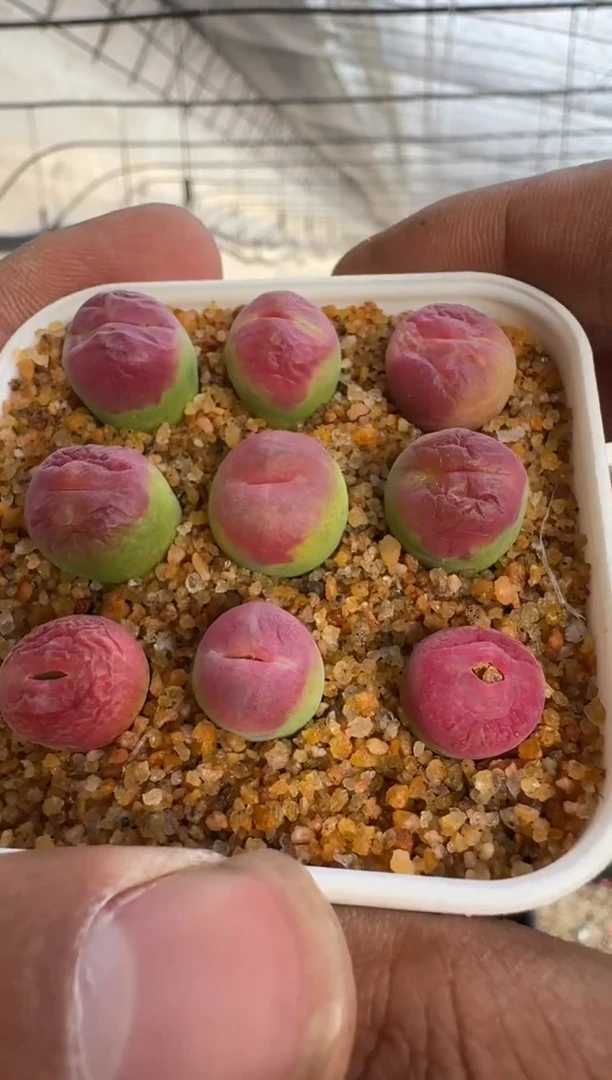 【闪购商品】8-51韩国翠星一颗