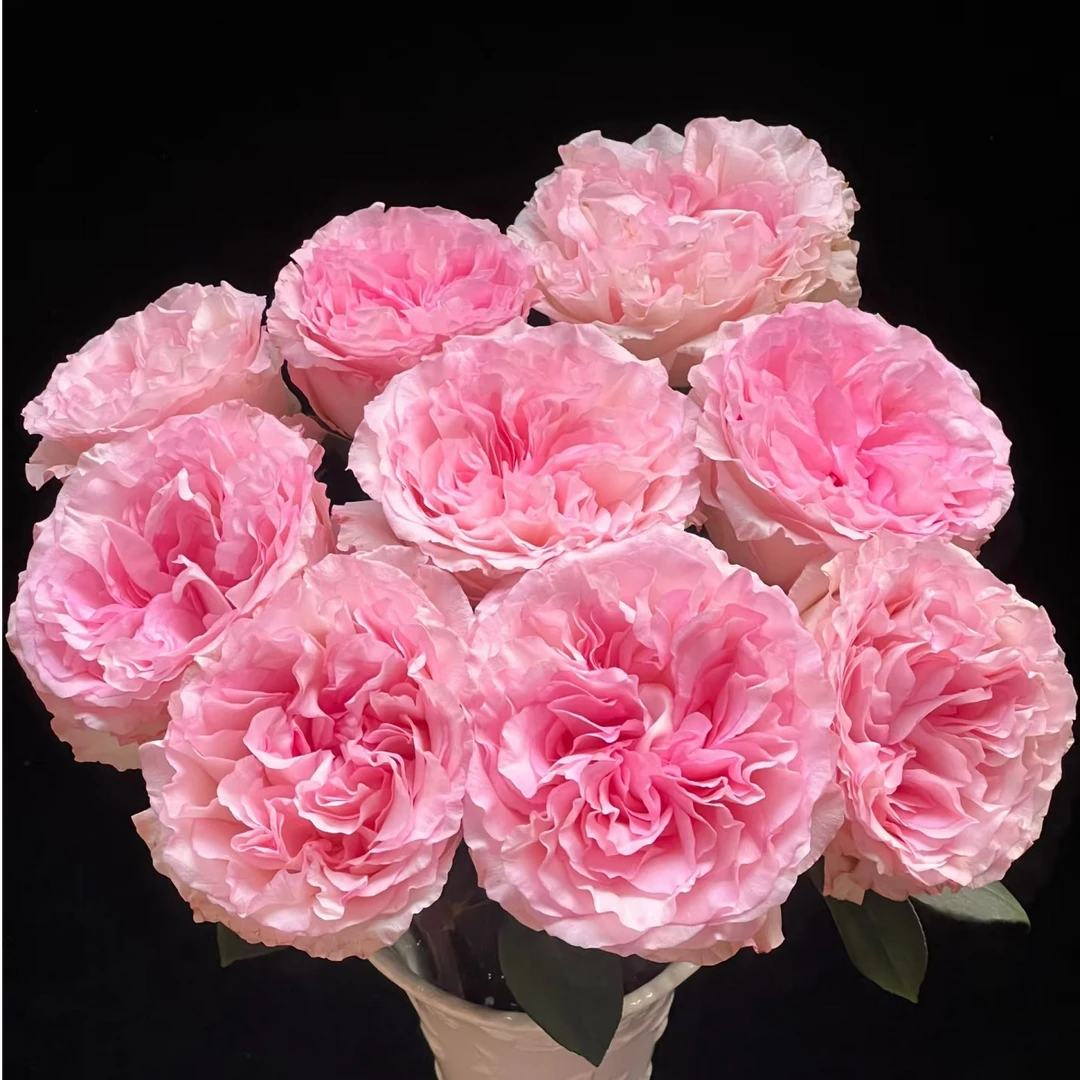 【洛神单头玫瑰】云南基地直发同地址两单以上顺丰包邮送货上门