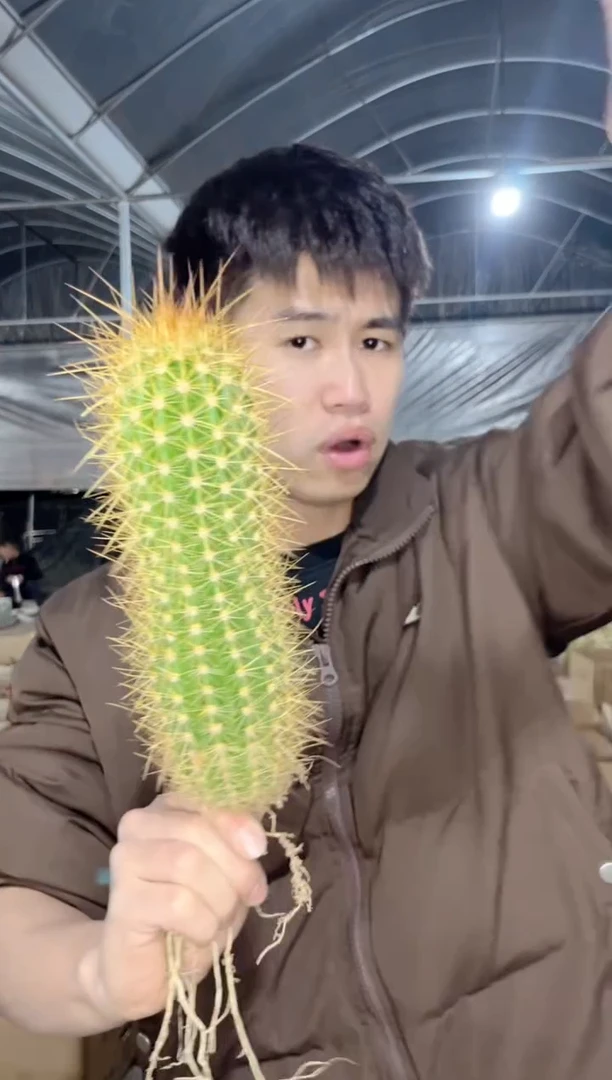 【闪购商品】实生根 时光 毛花柱 高12-15cm