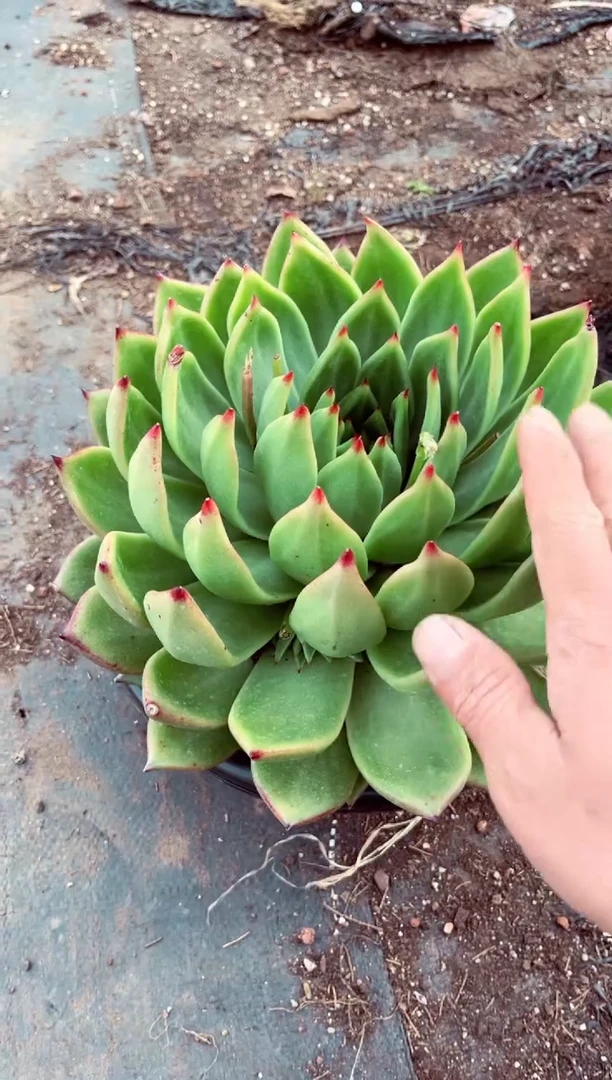 【闪购商品】柒喜一物一拍39.99