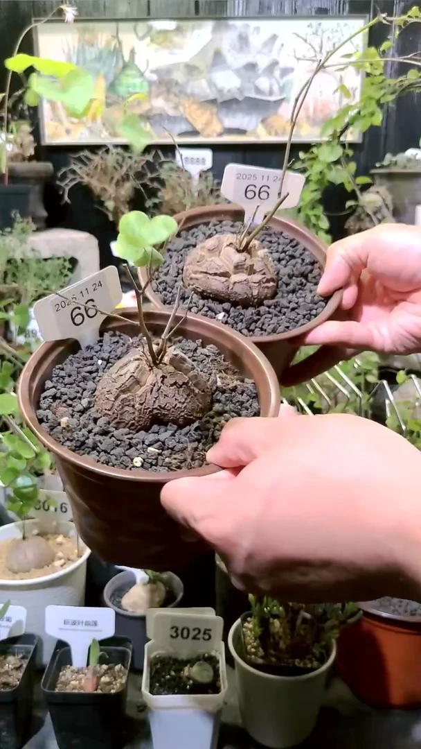 66号1124福利南非龟甲龙买一送一