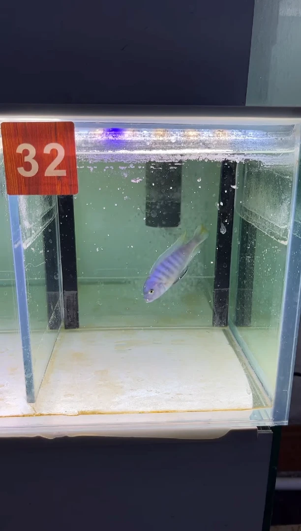 海水鱼三湖慈鲷人工