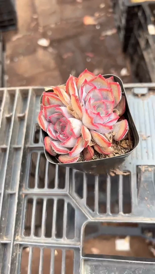 申*申多肉植物一物一拍11201