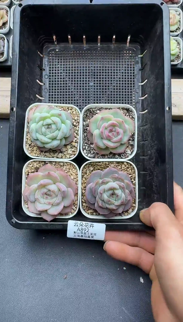 珍妮杂交多肉A892