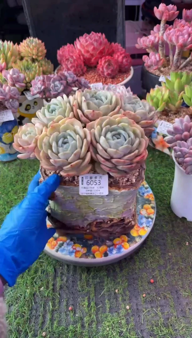 昆明印象多肉6053