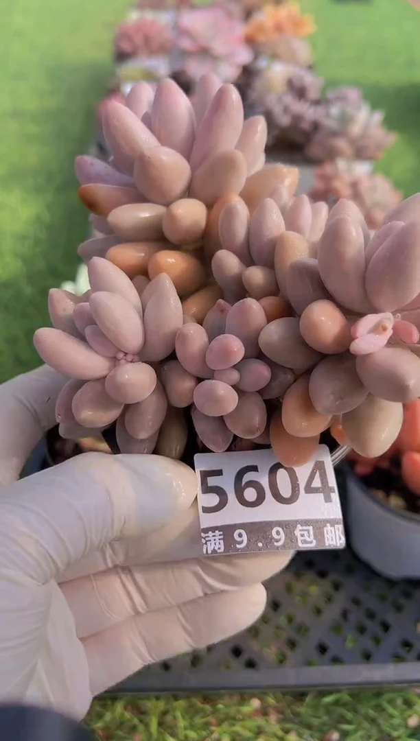 【闪购商品】信福多肉一物一拍