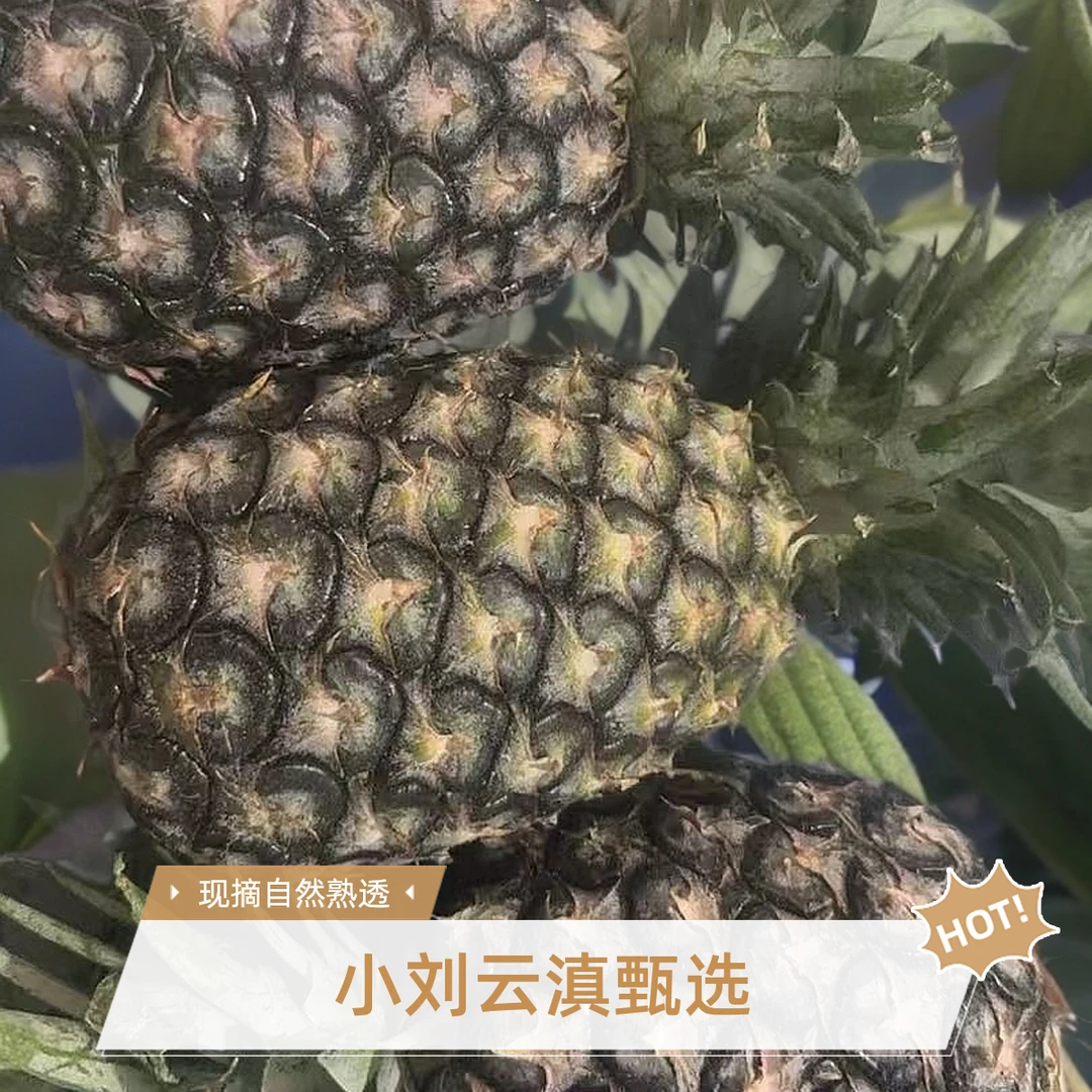 小刘云滇甄选-甜蜜小菠萝