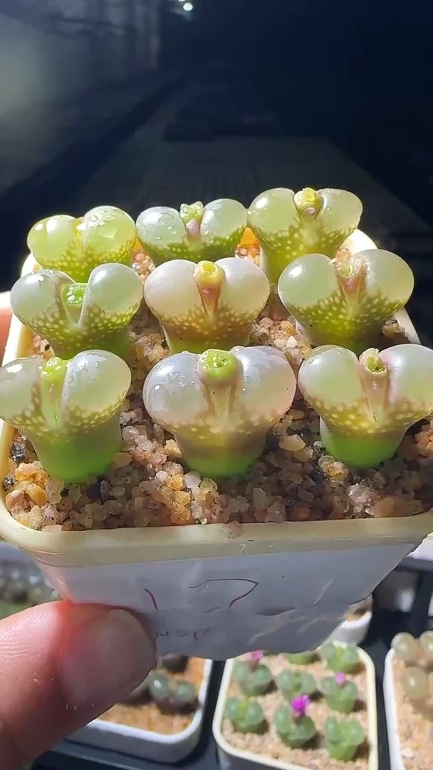 177777777777777777777777