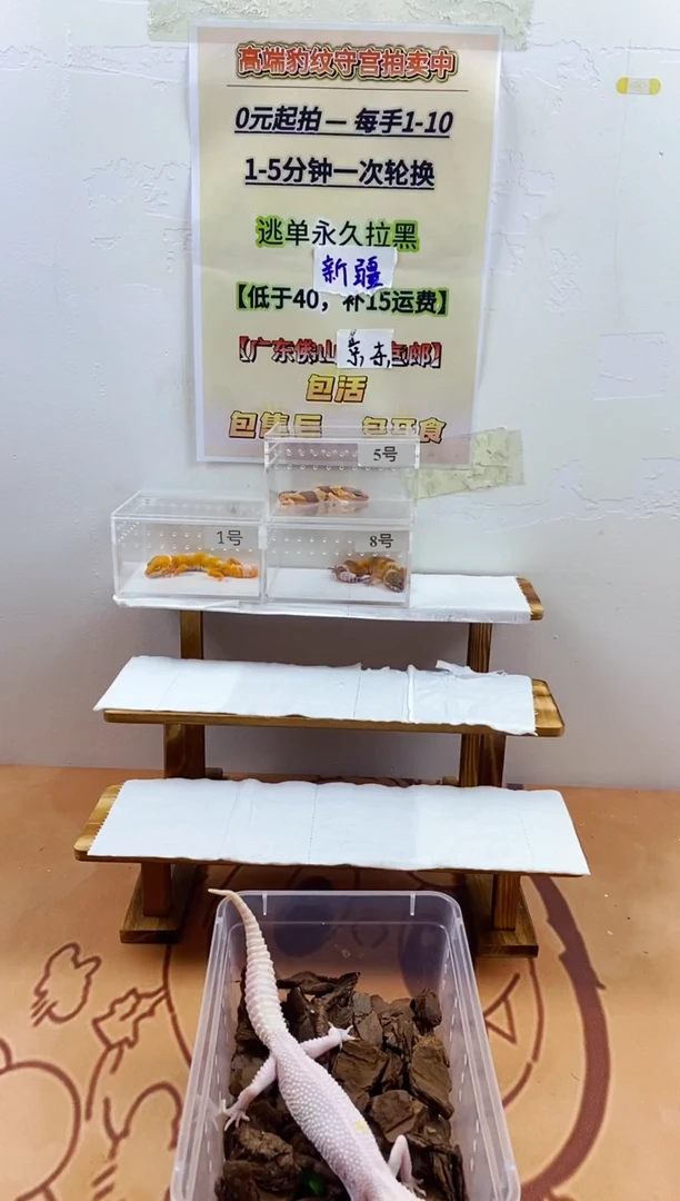 豹纹守宫豹纹守宫幼苗亚成体成体肥尾