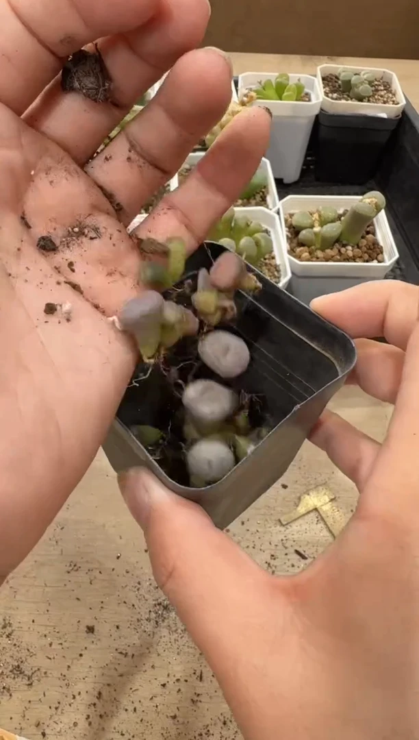 10-340多肉植物肉锥