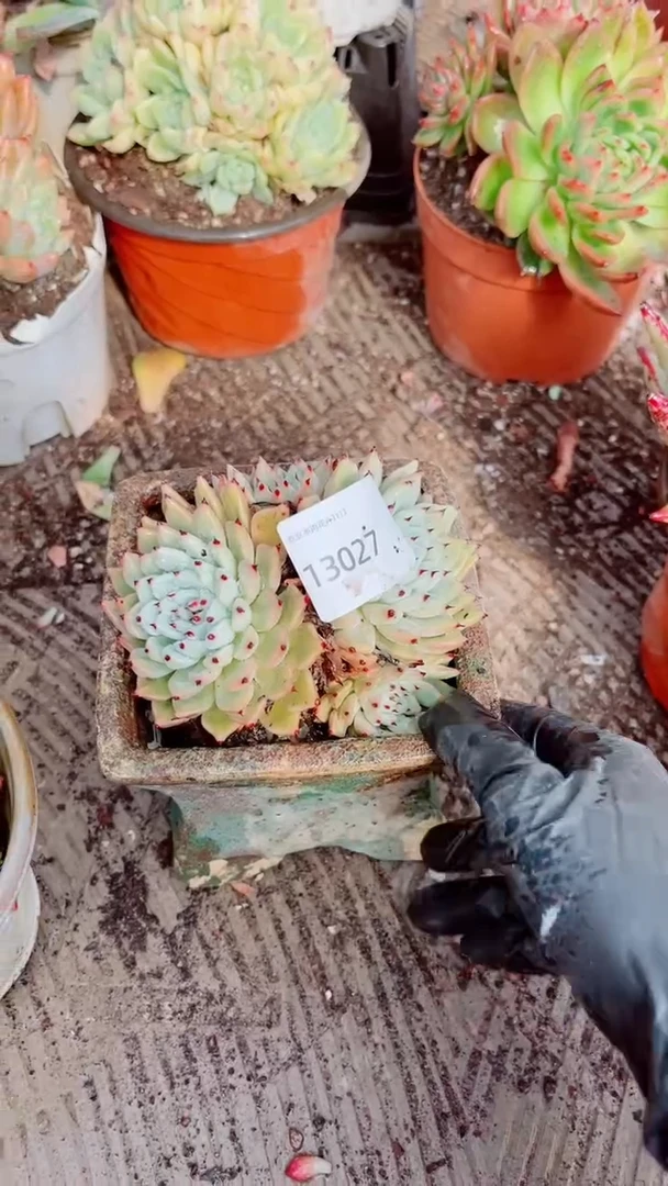 挚*多肉植物一物一拍13027