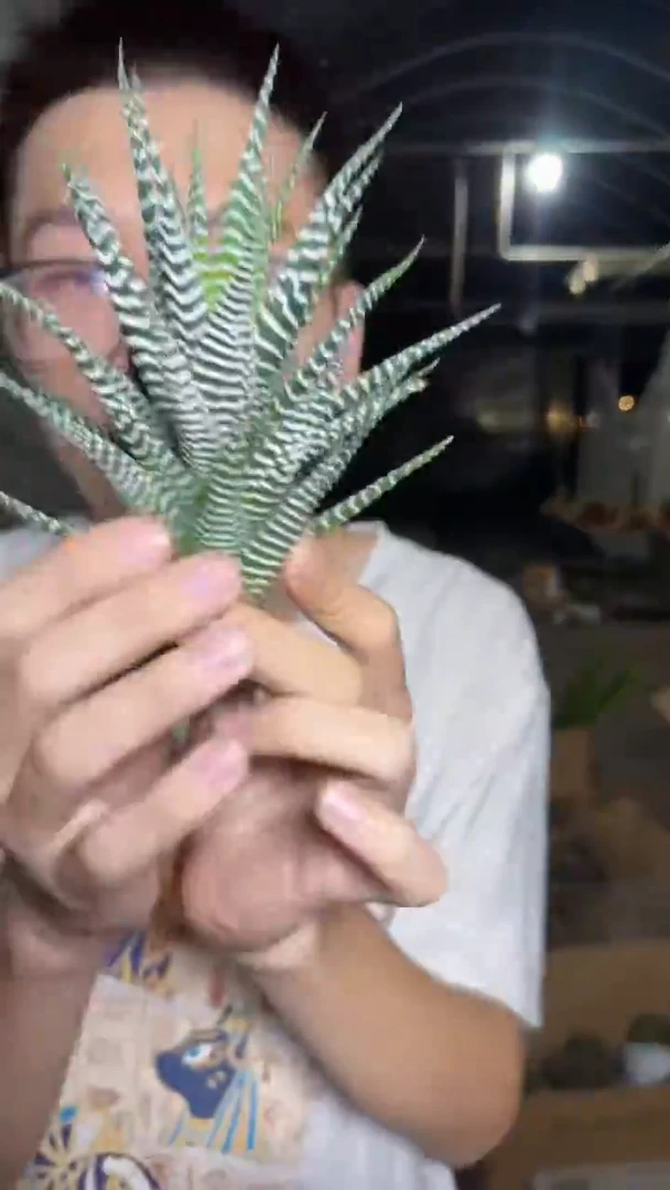 2颗 十二卷 带根