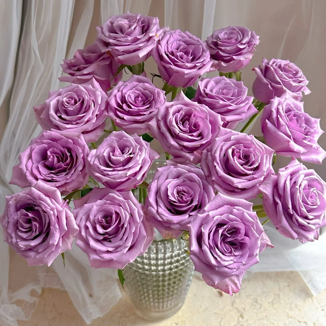 【云舍花卉】【紫霞仙子】单头玫瑰 全场鲜花任意满2单及以上包邮发货