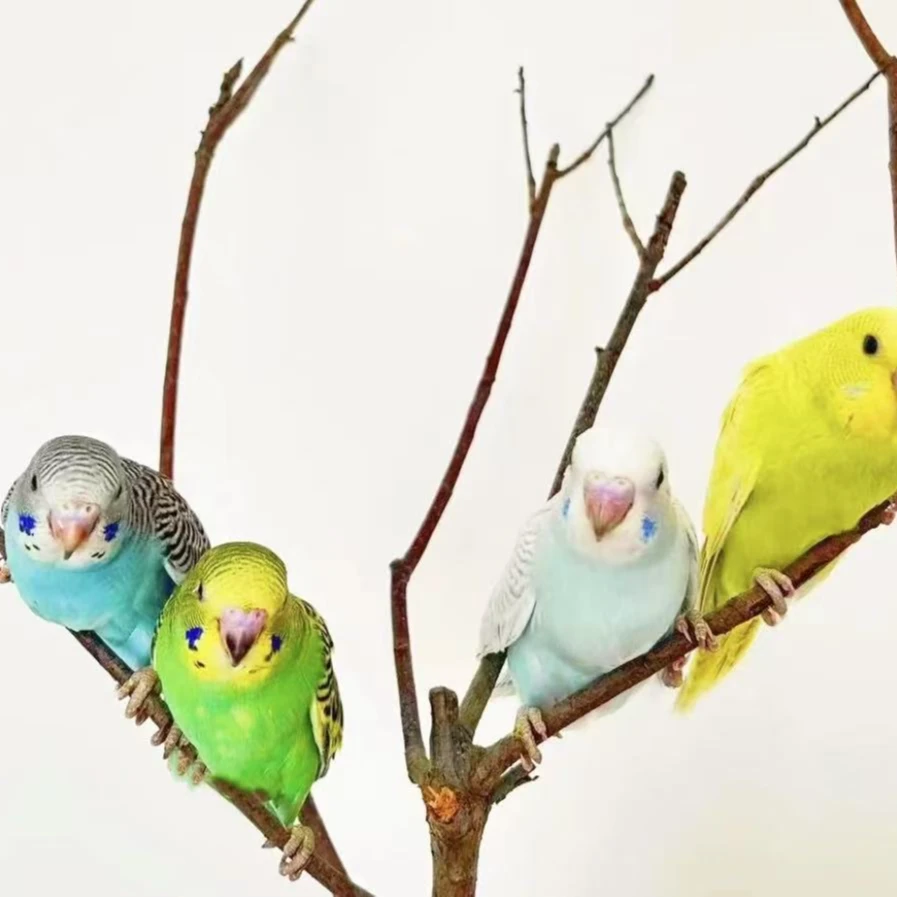 鹦鹉活鸟宠物鸟观赏鸟手养鹦鹉鸟鹦鹉包邮鹦鹉活鸟2只