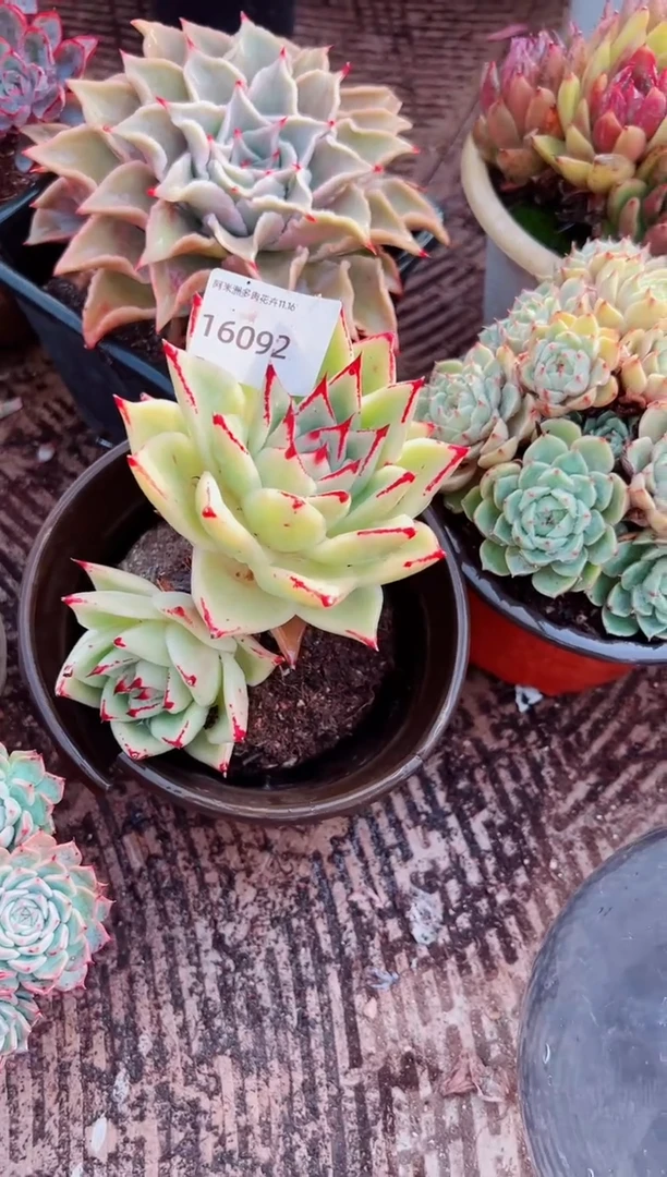 /****/阿迷洲多肉花16092
