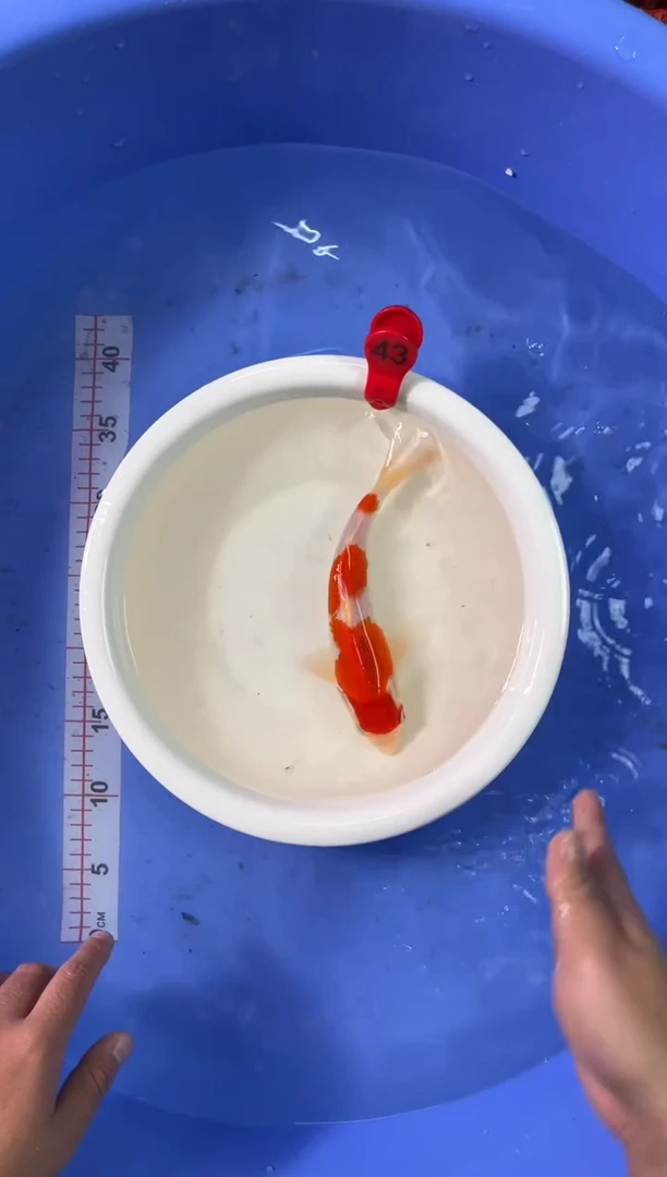 锦鲤活体二号链接