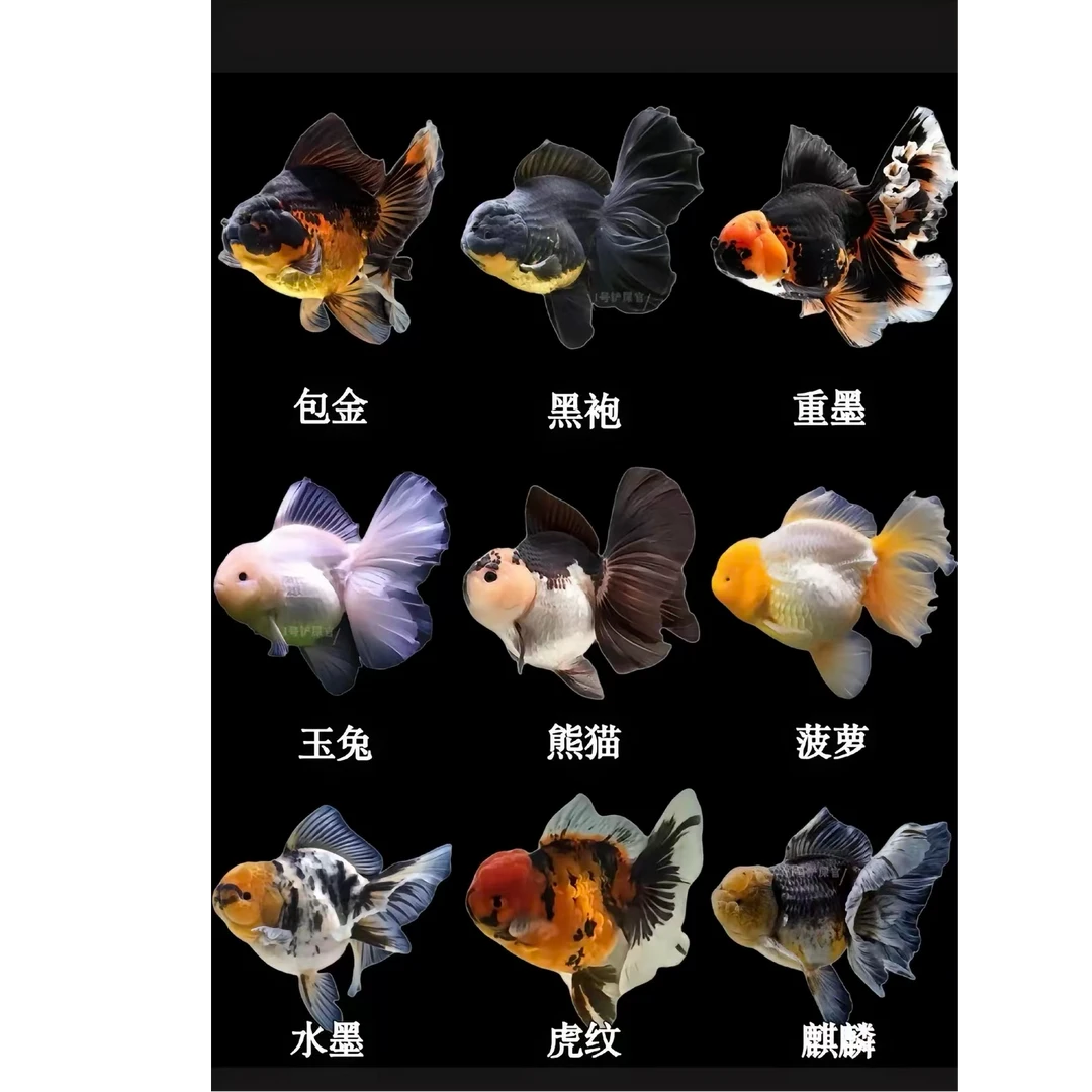 【3号链接福利品玛丽2条不包邮】渔场直发精品金鱼玛丽录制售后视频