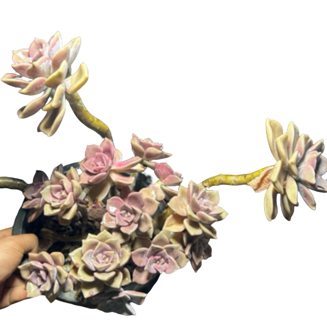 （260紫乐）整装老桩飘枝盆栽盆景多肉