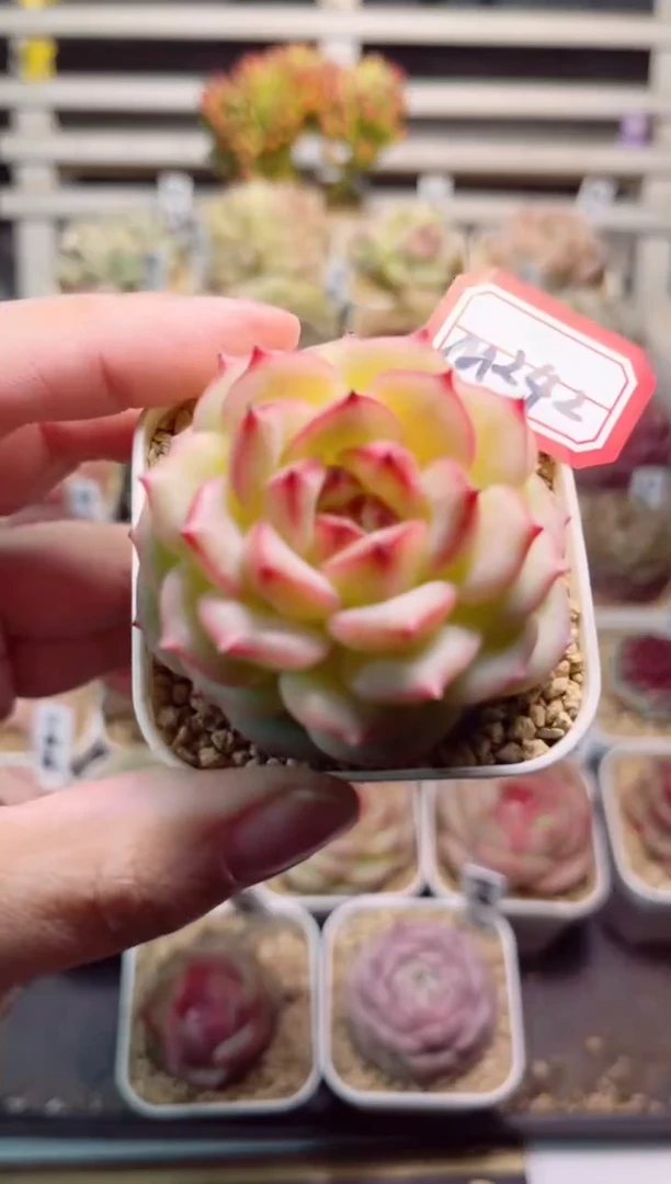 【闪购商品】M292杏花露一物一拍