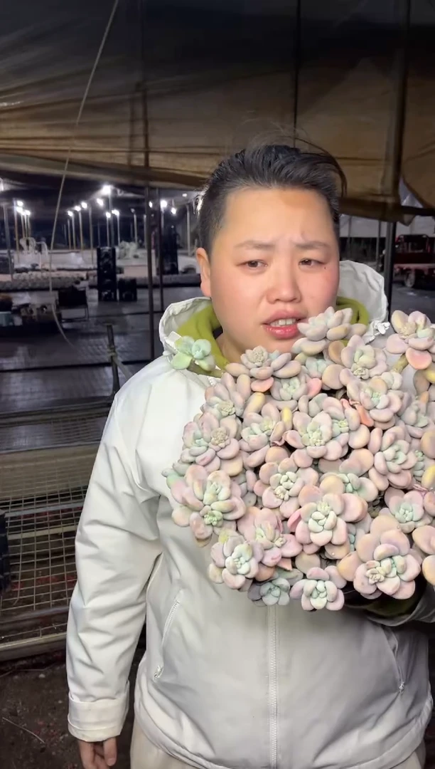 【闪购商品】44-大群红洛神11.8