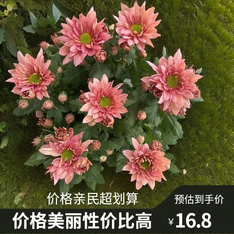 三文鱼盆载耐寒耐热阳台庭院好养