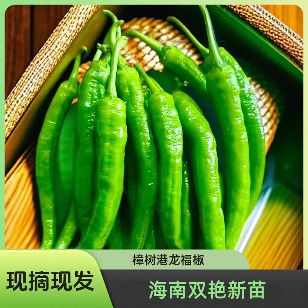 海南新苗樟树港龙福椒农家露天种植新鲜现摘现发（糯辣）