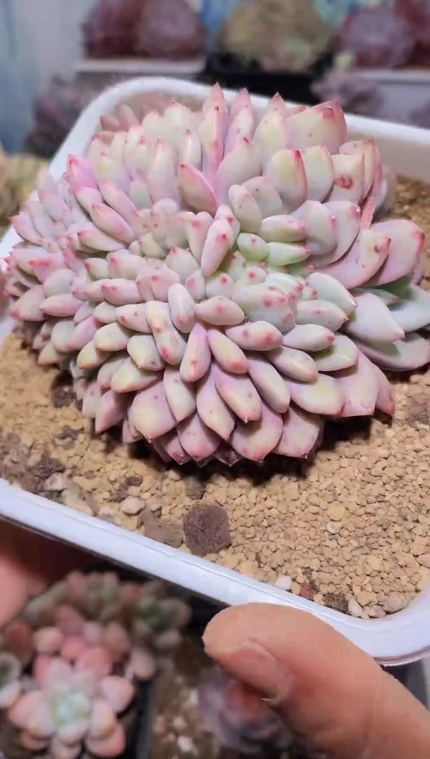 【闪购商品】213凌雪缀多肉