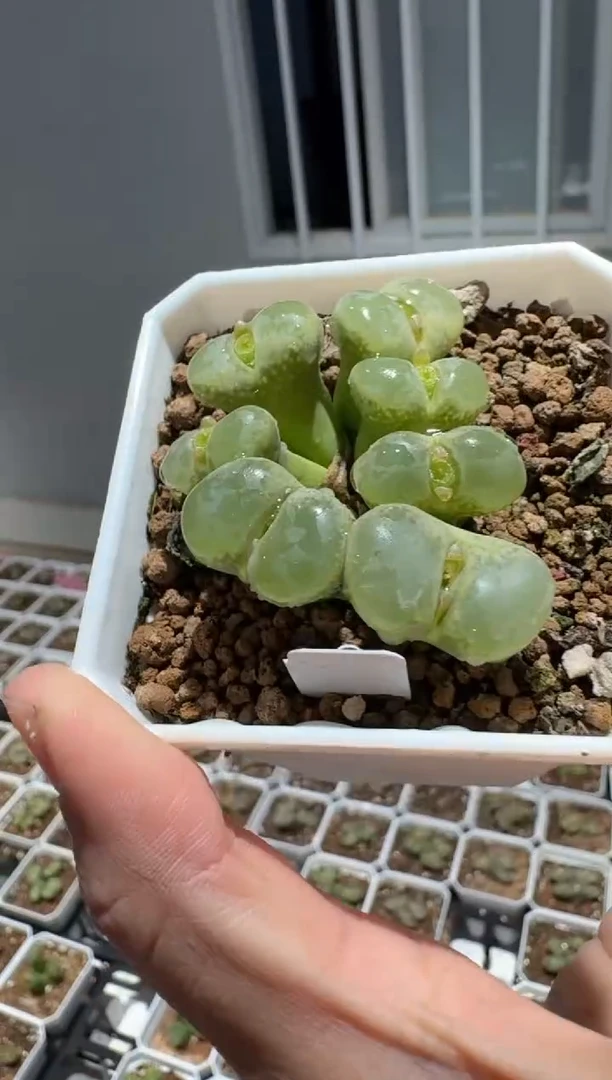 多肉植物肉锥22-226