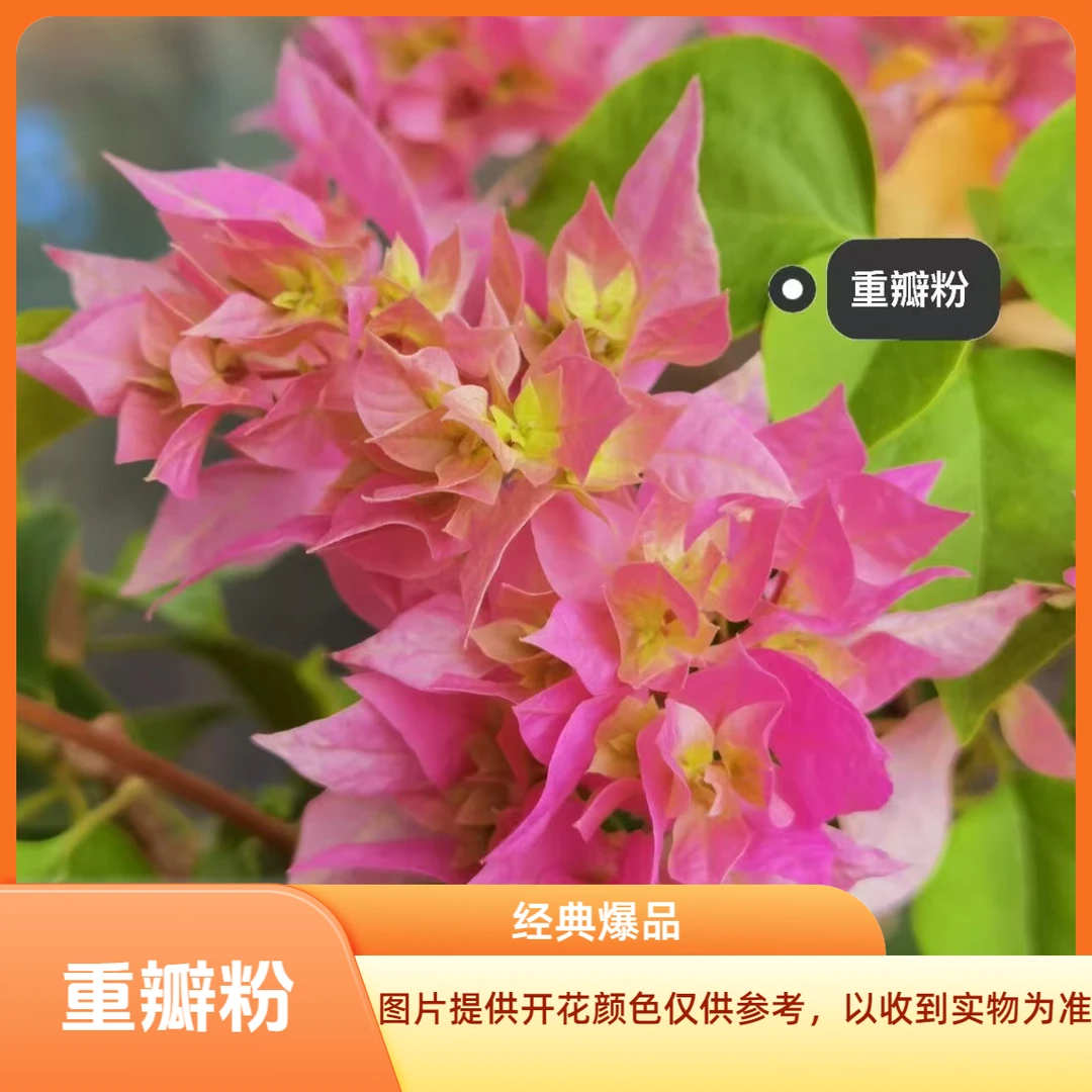 重瓣粉 三角梅袋苗 阳台庭院地栽盆栽绿植花卉