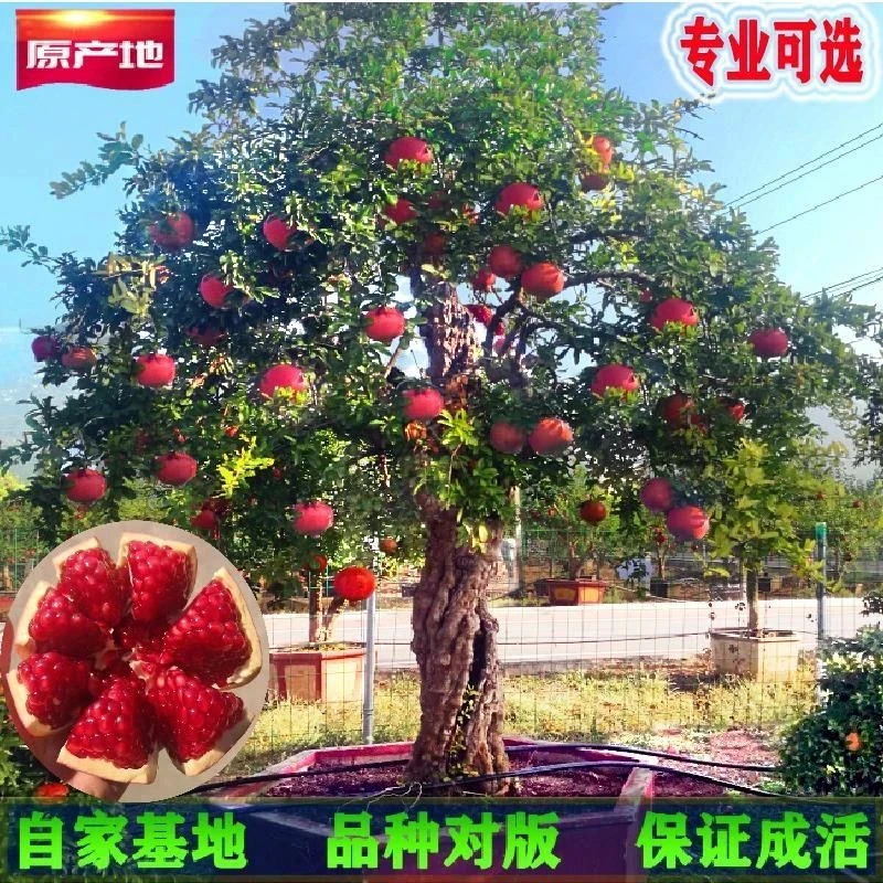 石榴树树苗突尼斯软籽无籽盆栽带土特大庭院果树老桩大红袍石榴苗