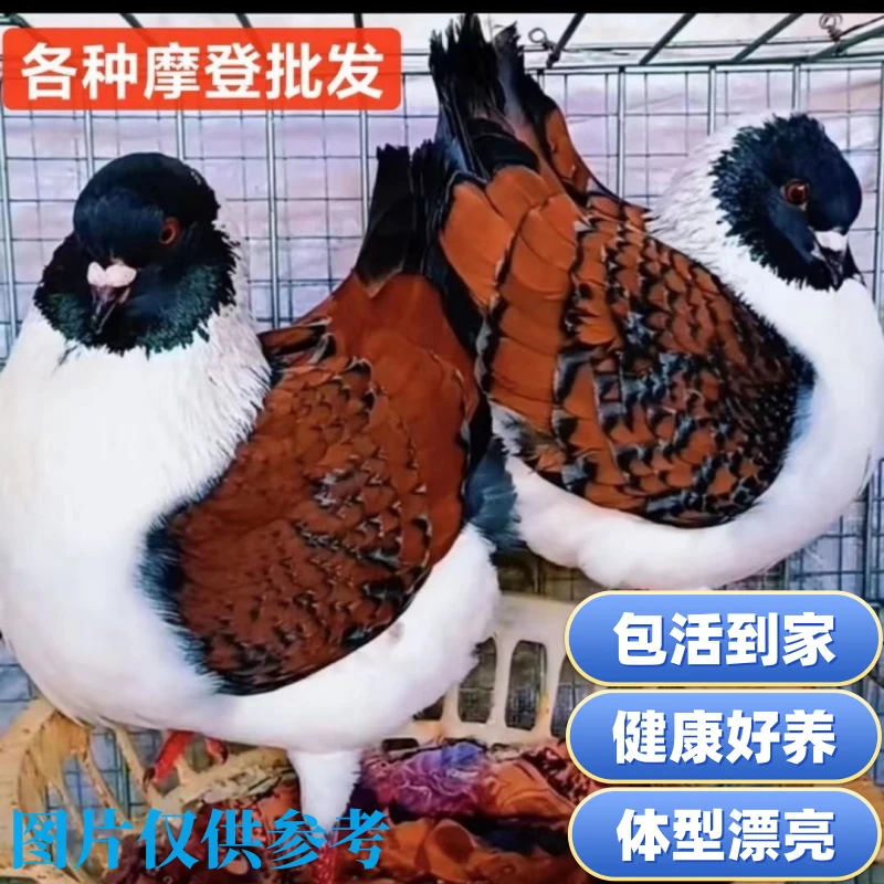 活体摩登那鸽子观赏鸽摩登那种鸽散养宠物鸽摩登种鸽