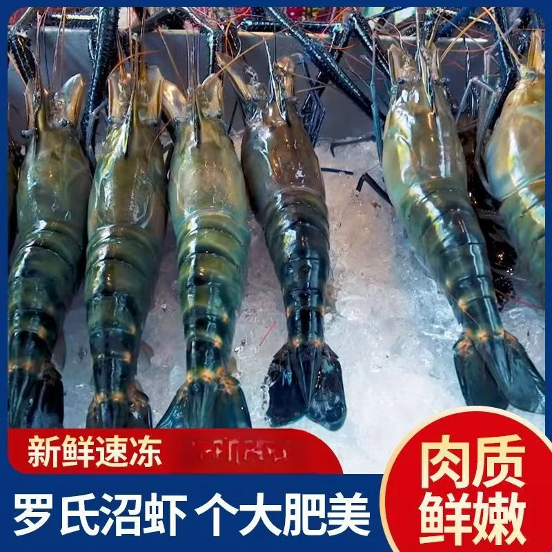（软壳罗氏虾）活虾冷冻软壳罗氏虾淡水虾活虾新鲜速冻