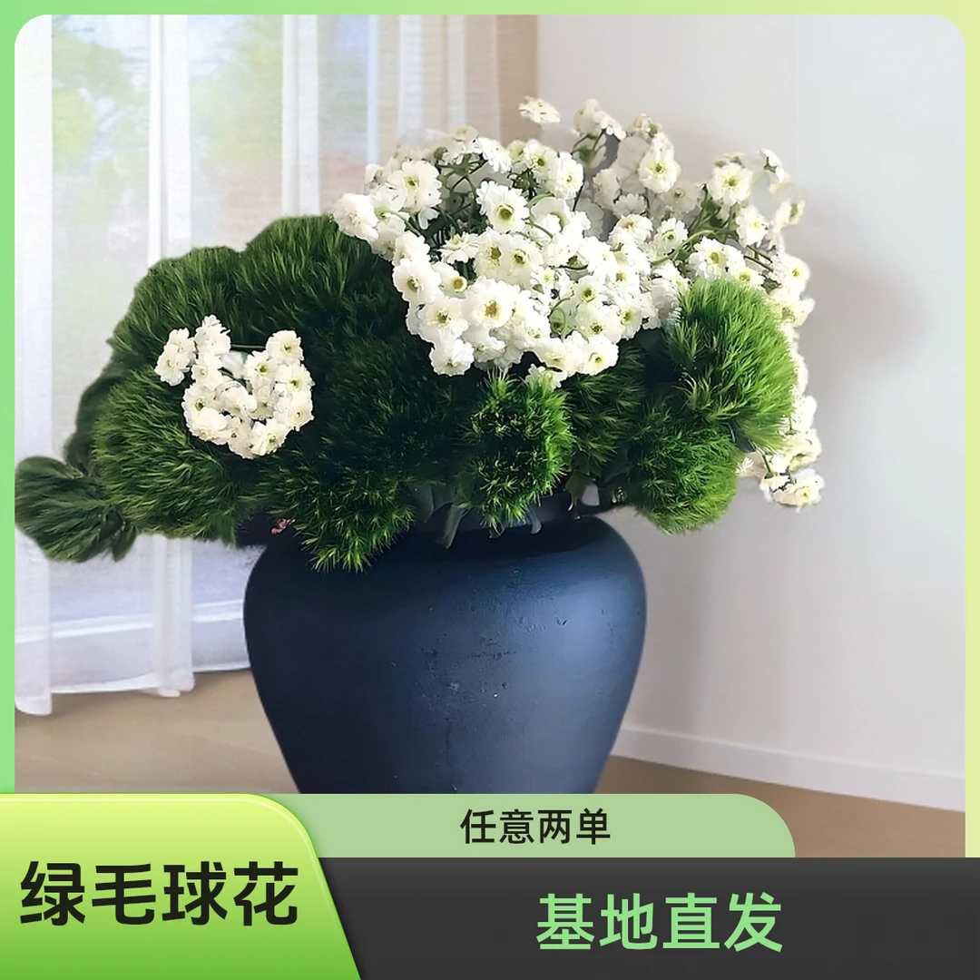 【绿毛球】【一颗会开花的毛球】云南A级鲜花