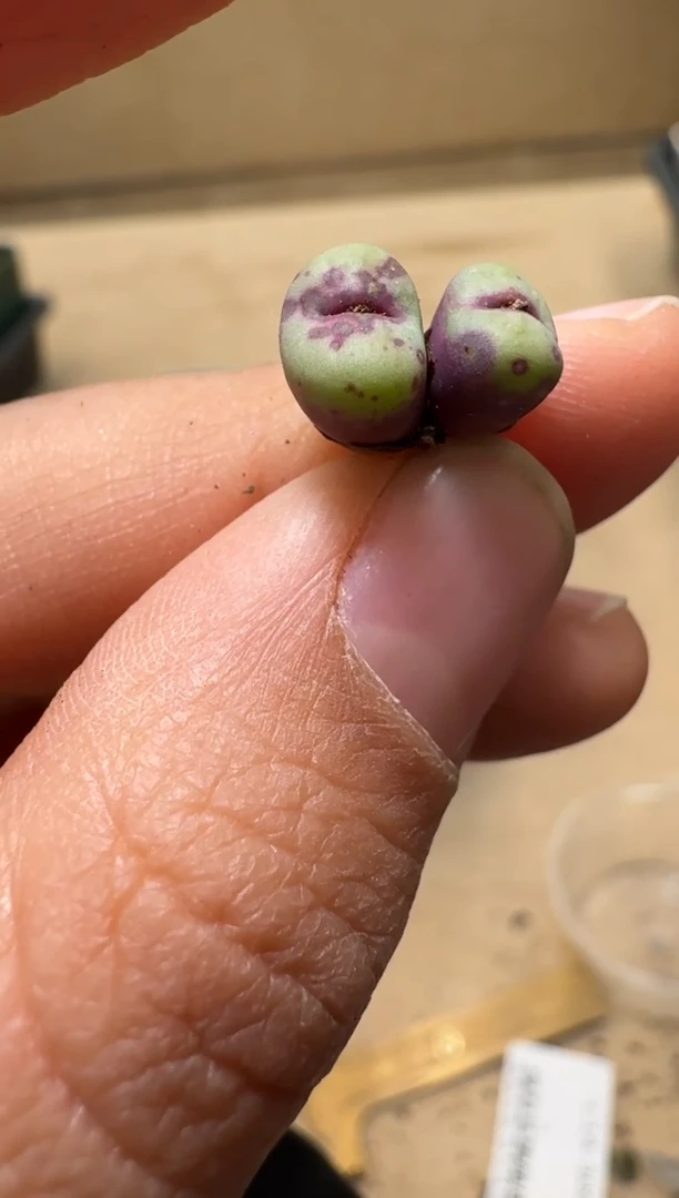 【闪购商品】1/21-117