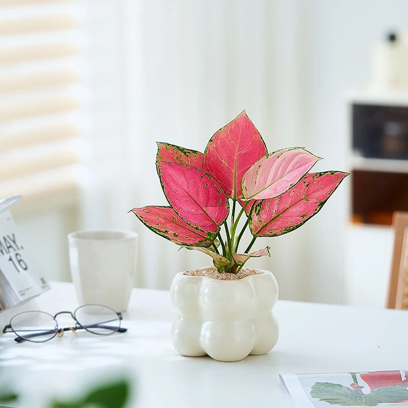 吉利红盆栽如意皇后室内客厅花卉可净化空气桌面好养绿植