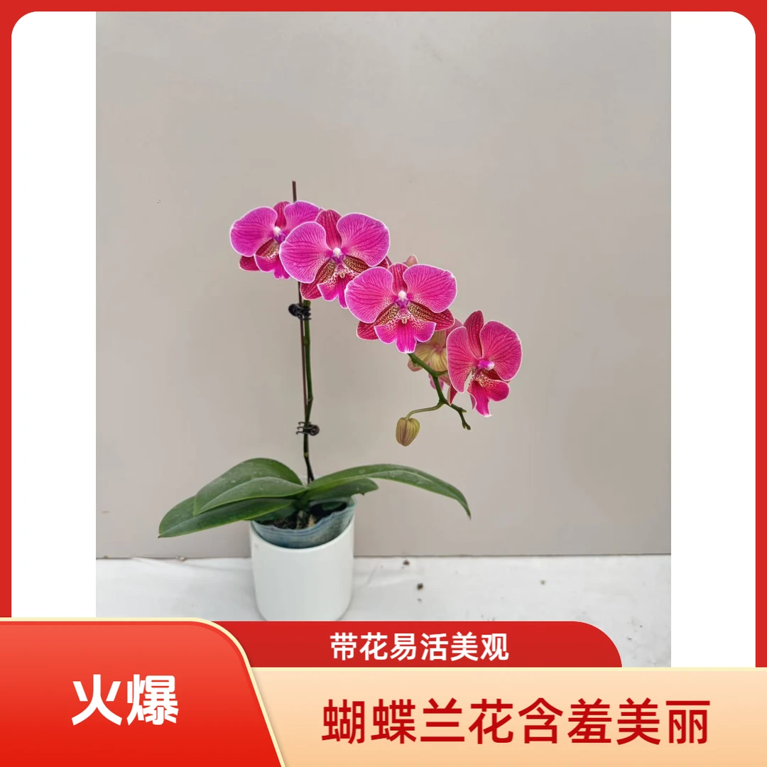 朝暮里蝴蝶兰(花木兰)3.0寸全花开花珠发货