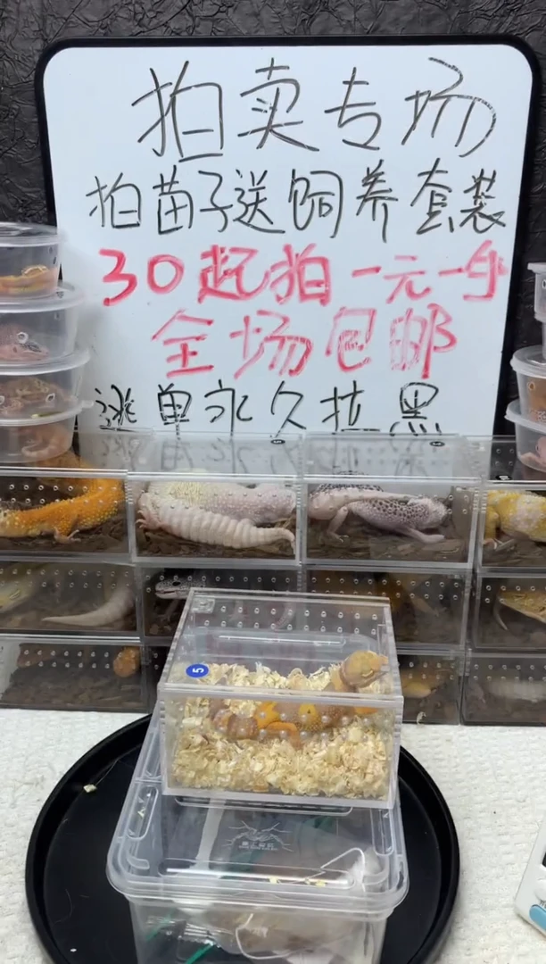 豹纹守宫橘化贝尔母温