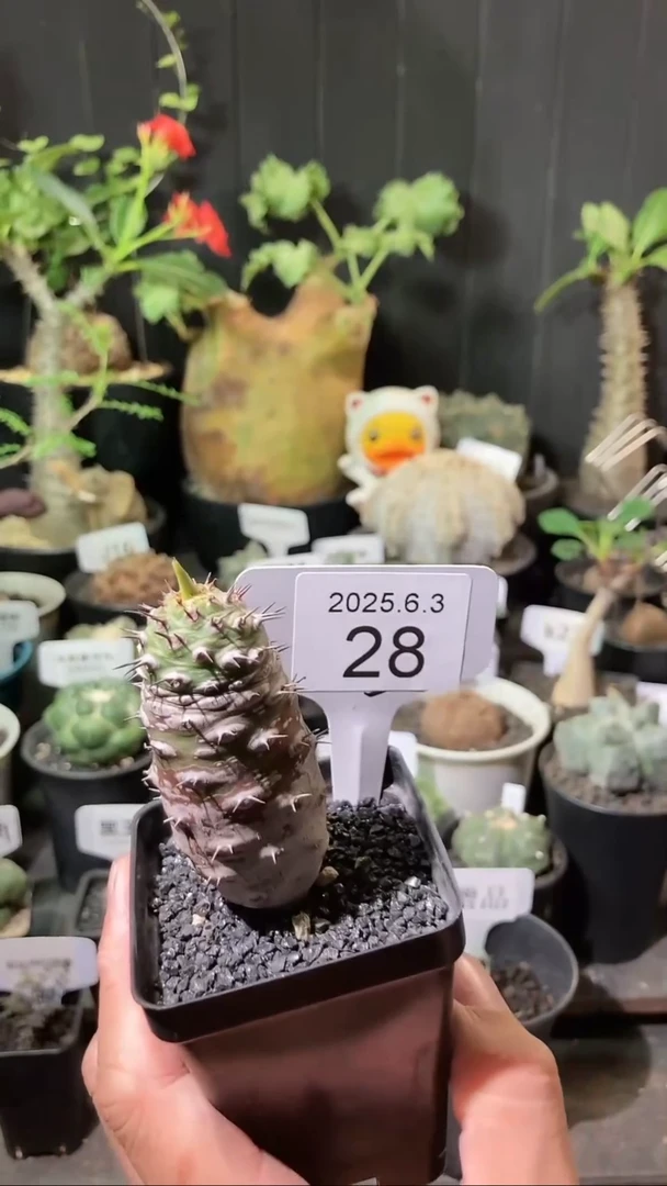 28号603福利瓶干麒麟