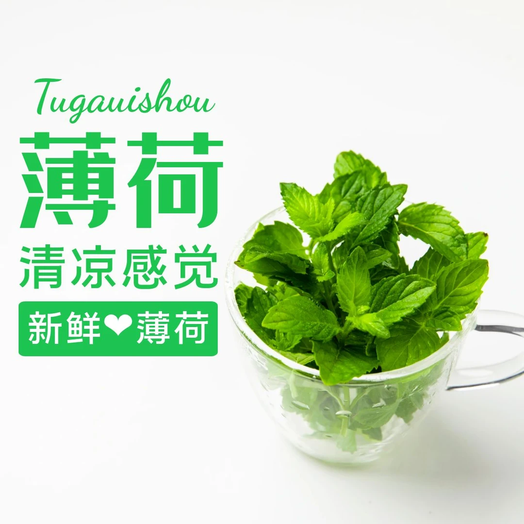 【现采现摘】新鲜薄荷 清凉泡茶好口感 清香100g