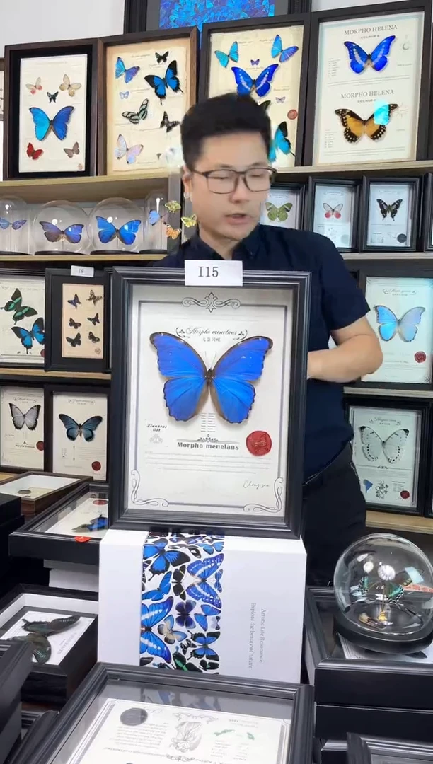 【一物一拍】大蓝闪蝶A4虫逢艺术款  i15